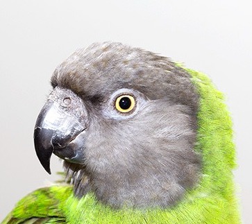 Luna, a poicephalus