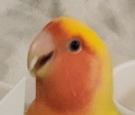 Mango, a lovebird