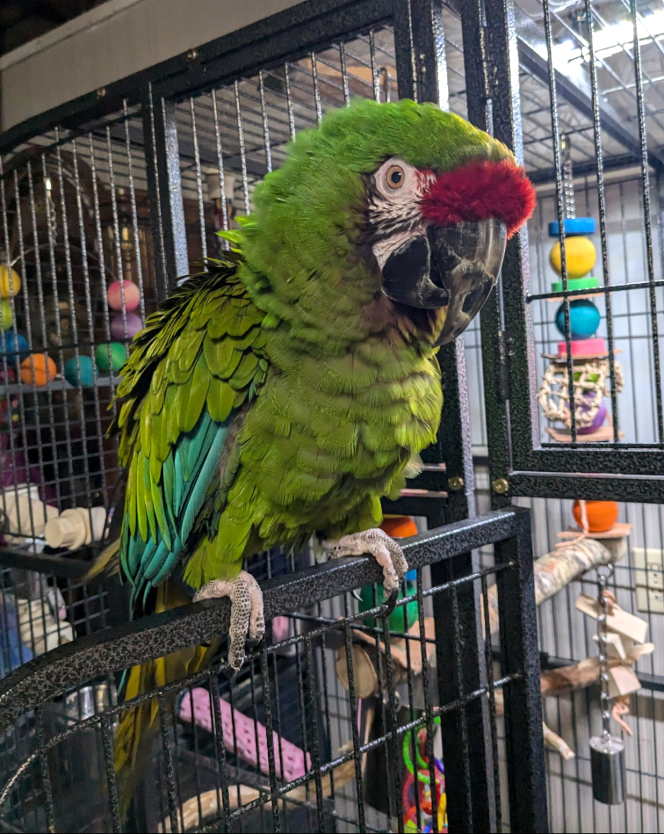 a macaw perched in his cage