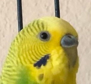 Ocean, a parakeet