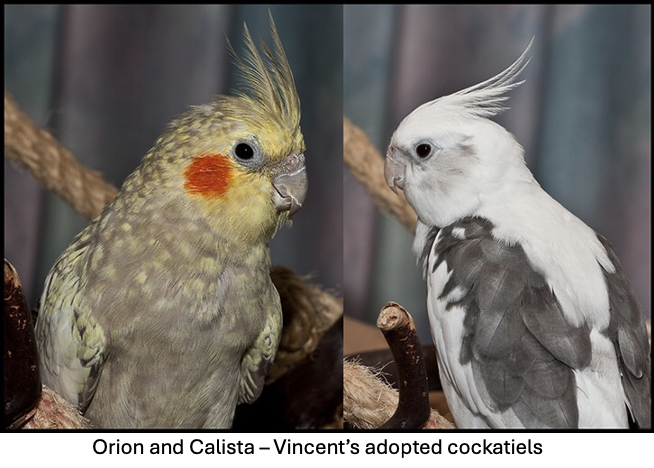 Two cockatiels