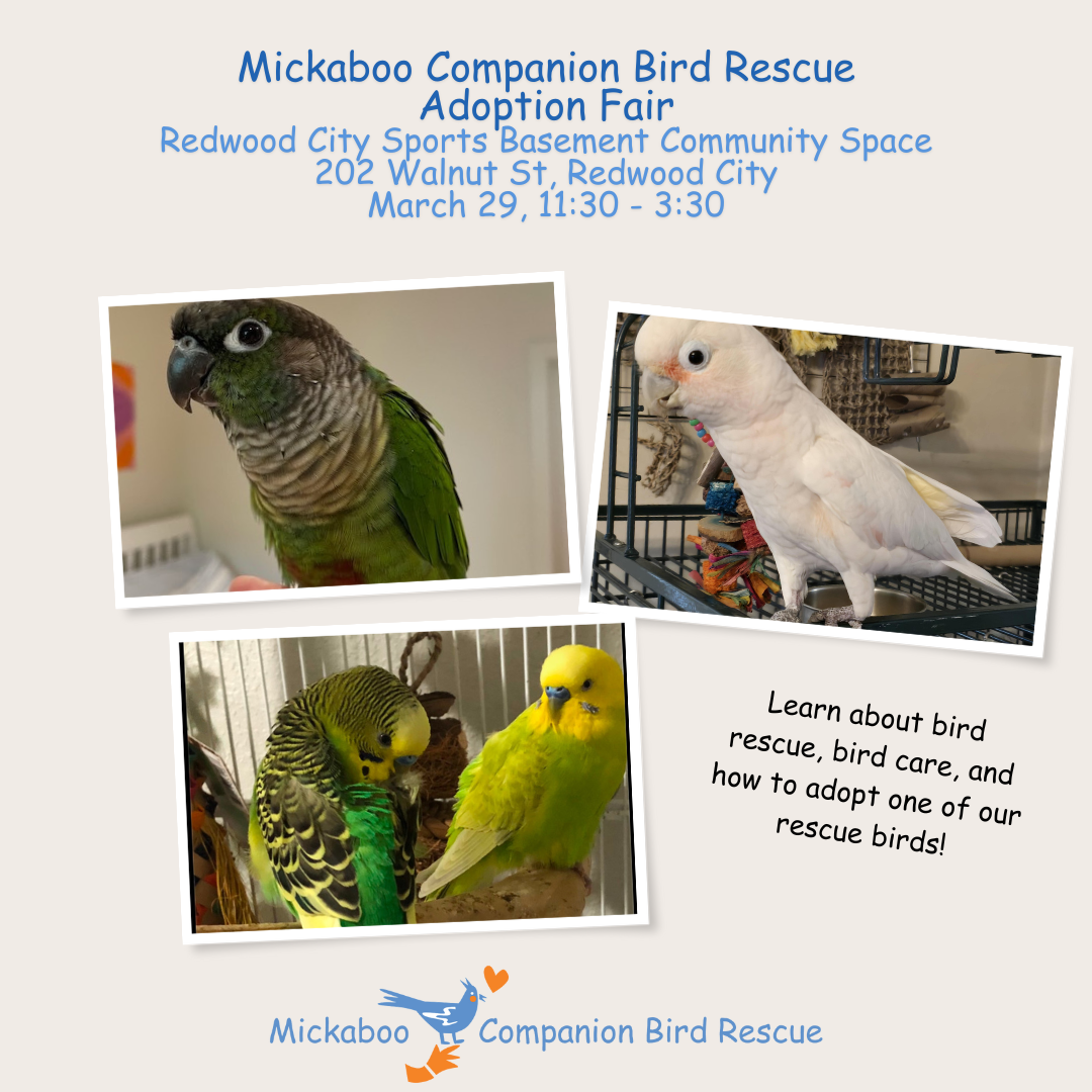 photos of conure, cockatoo, budgies