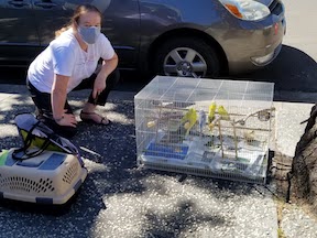 Rescue volunteer with a cage of budgies