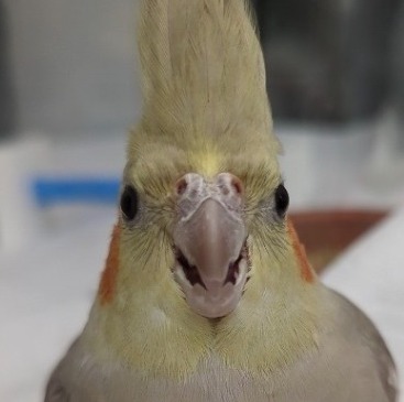 Shaney, a cockatiel