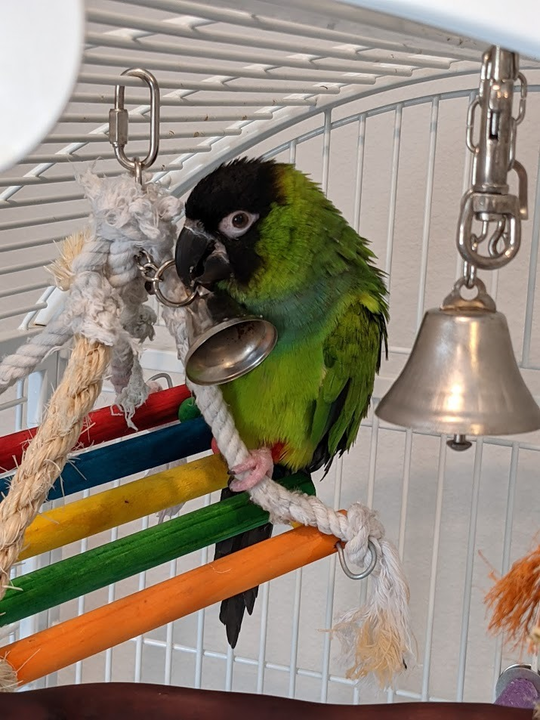 Nanday conure with bell toys