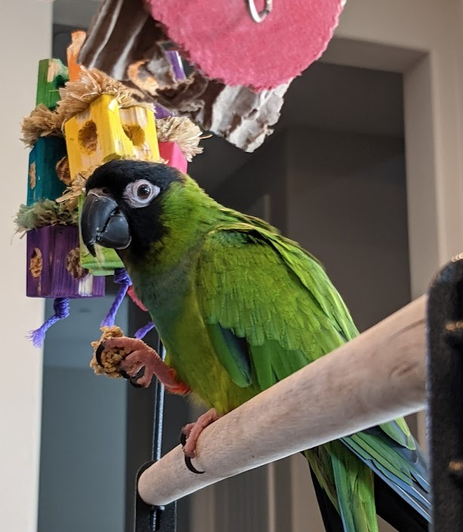 Nanday conure with toys