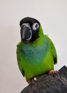 Nanday conure on shoulder