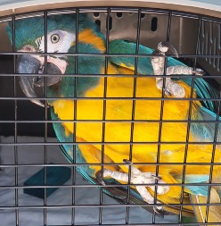 Blue throated macaw in carrier