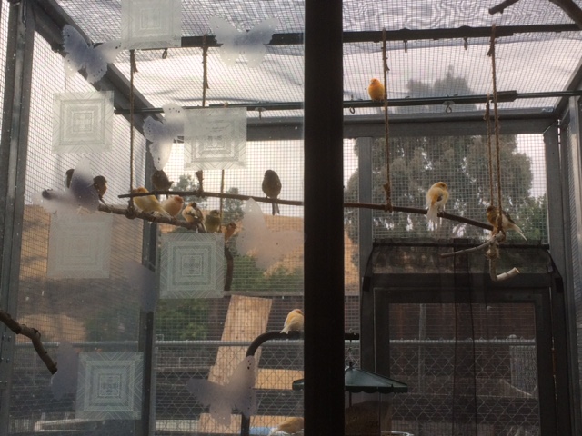 New canary aviary
