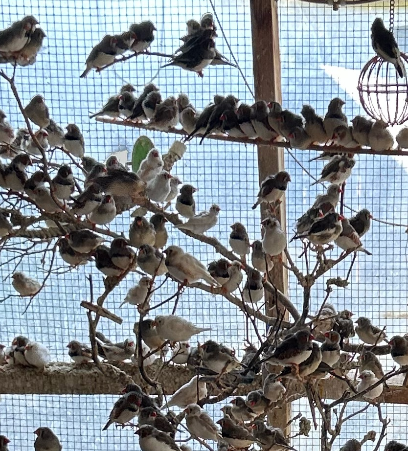 several finches perched on branches inside an aviary