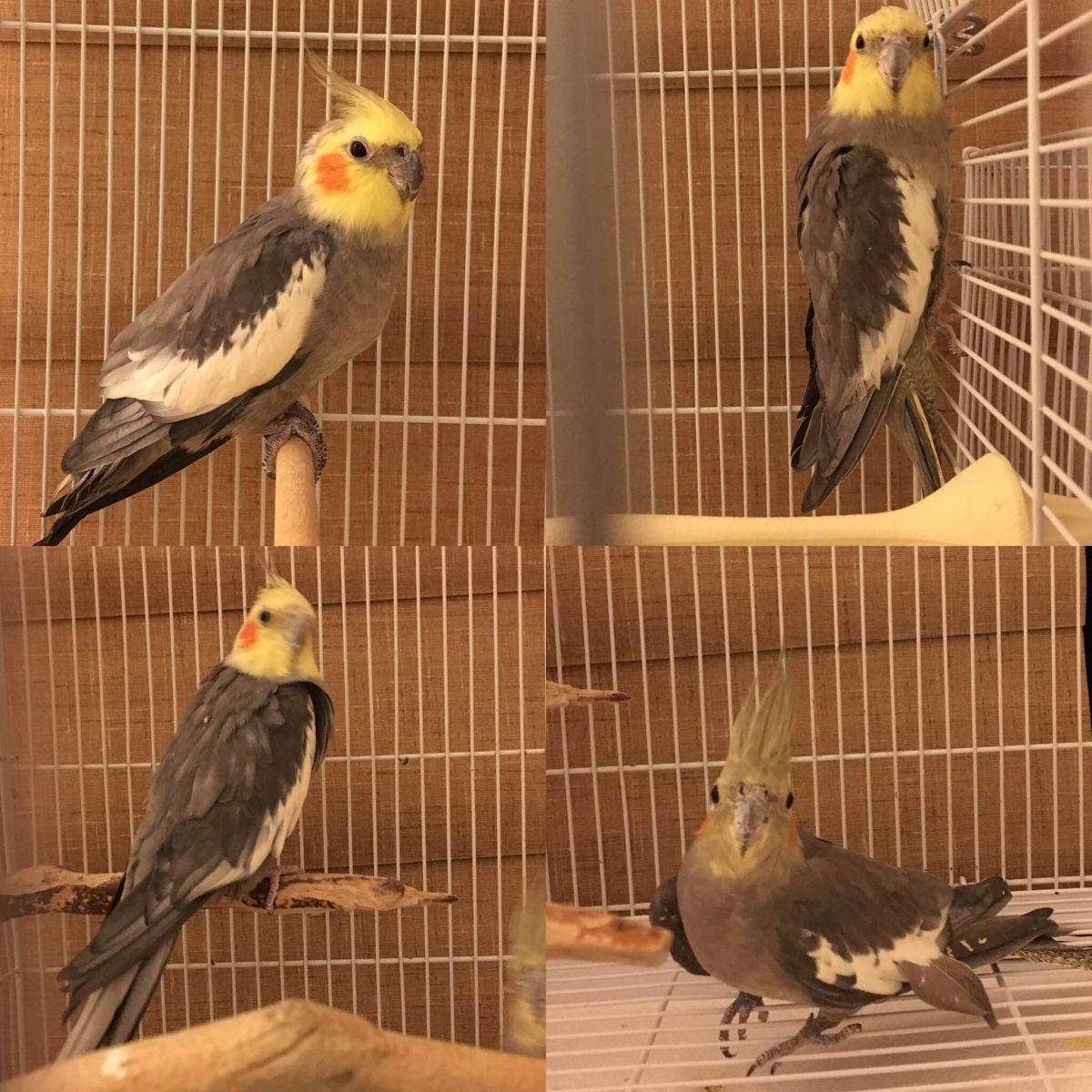 tiels