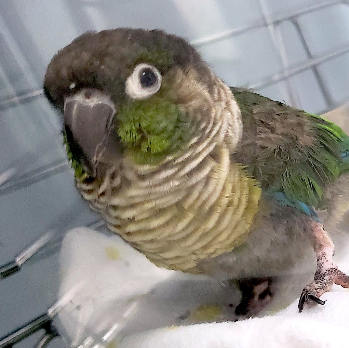 green cheek conure plucking